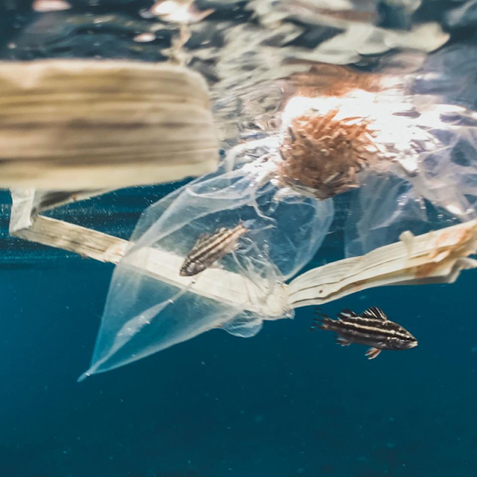 Web Summit premeia projeto de combate ao plástico nos oceanos